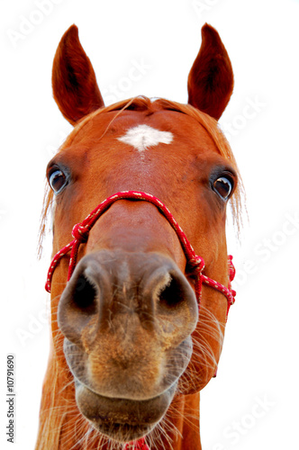 Horse on white