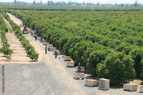 Orangenernte in der Nähe von Exeter im Central Valley - USA