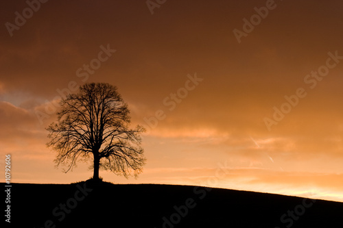 Alone tree in field at dark