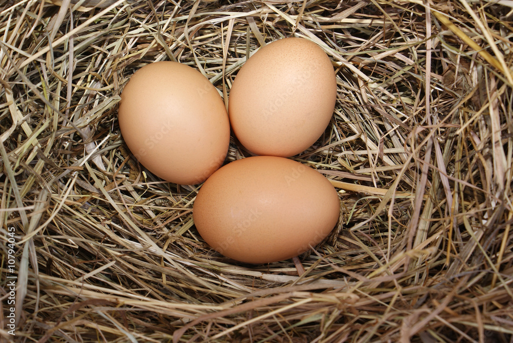 eggs eggs
