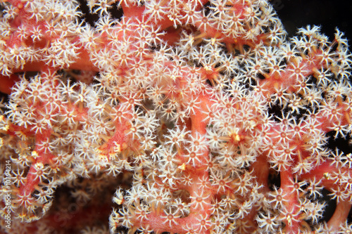 soft corals extended at night to feed on coral reef
