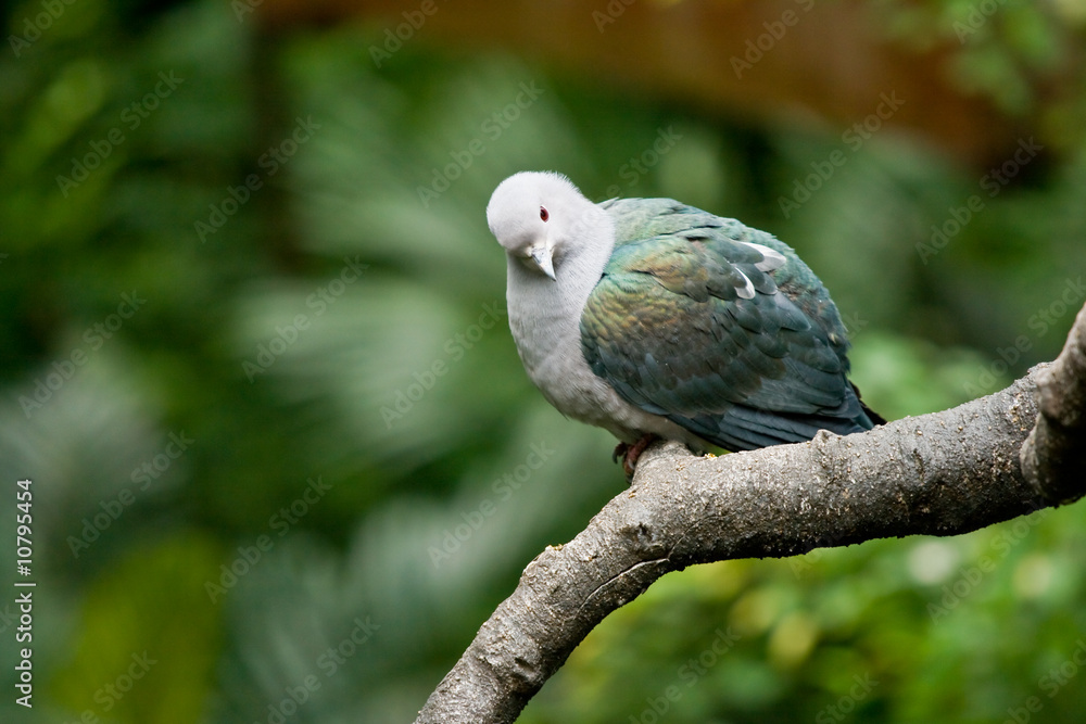 Obraz premium Vogel