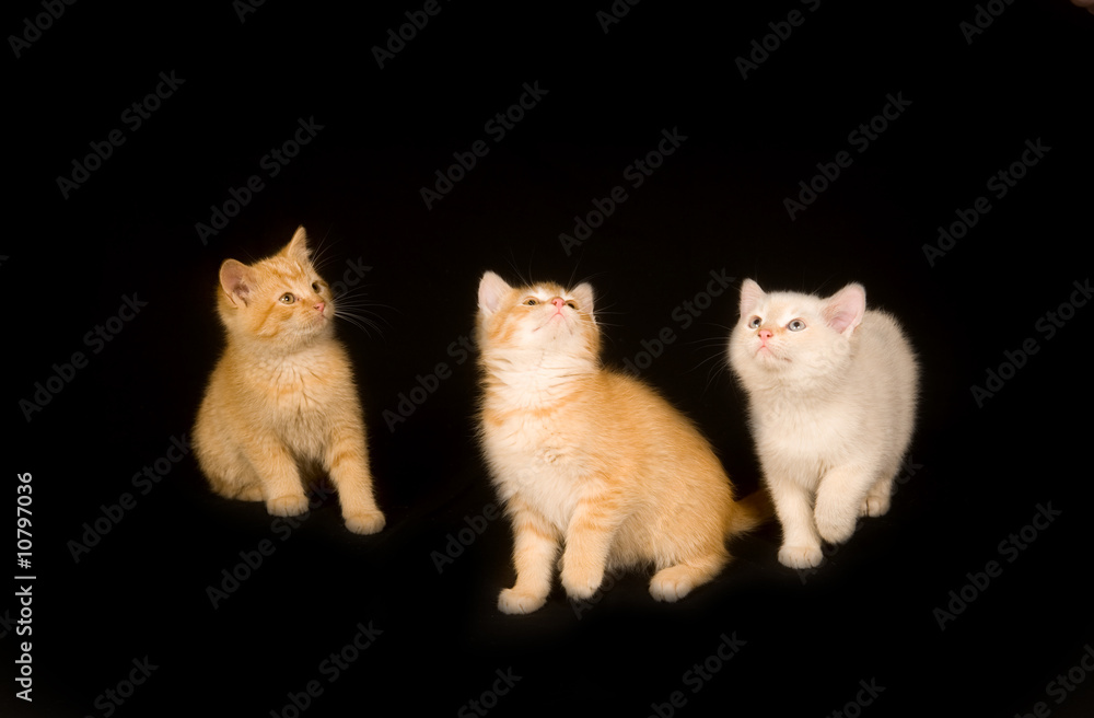 Three kittens on a black background