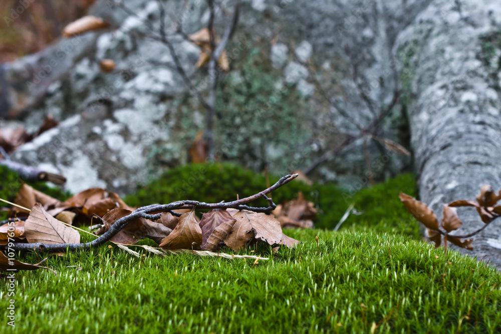 Obraz premium Green miniature deep in a forest