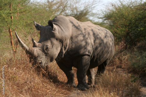 male rhinocéros