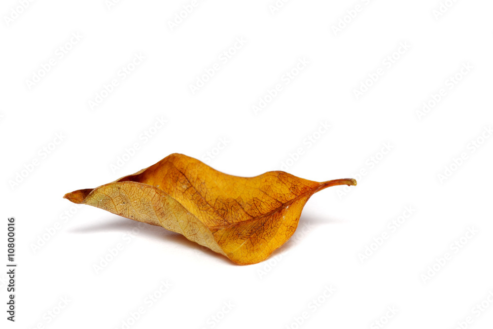 Fototapeta premium Withered Leaf