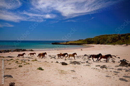Wild horses, Anakena Beach, Easter Island Polynesia