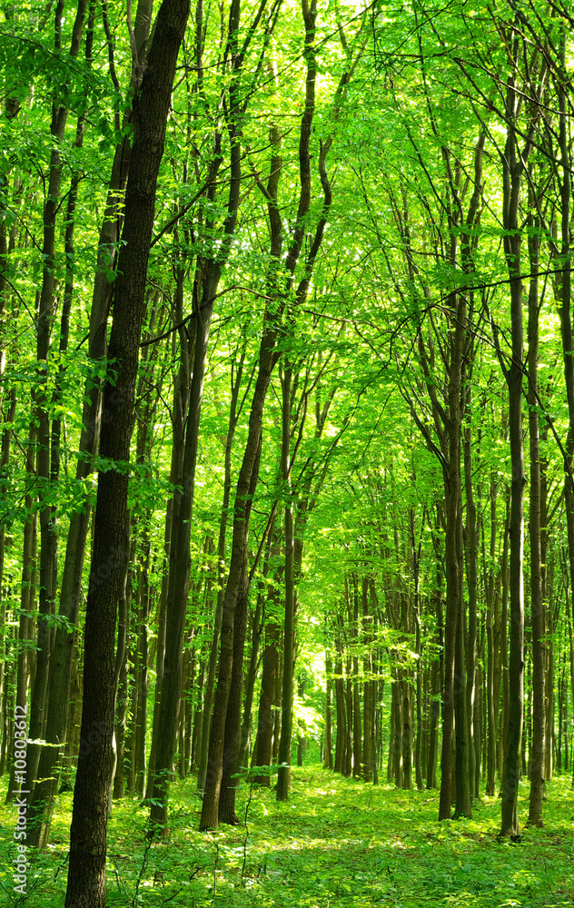 Fototapeta premium forest