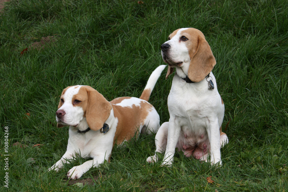 Beagle-Geschwister