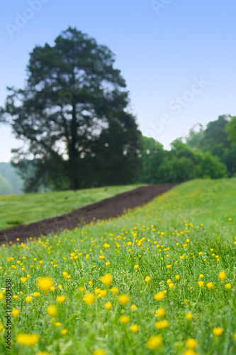 Spring Path