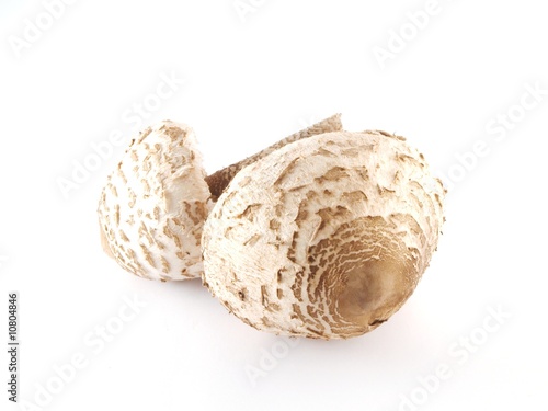 Fresh mushroom on isolated background