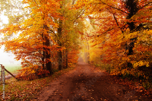 autumn in the forest © Eric Gevaert
