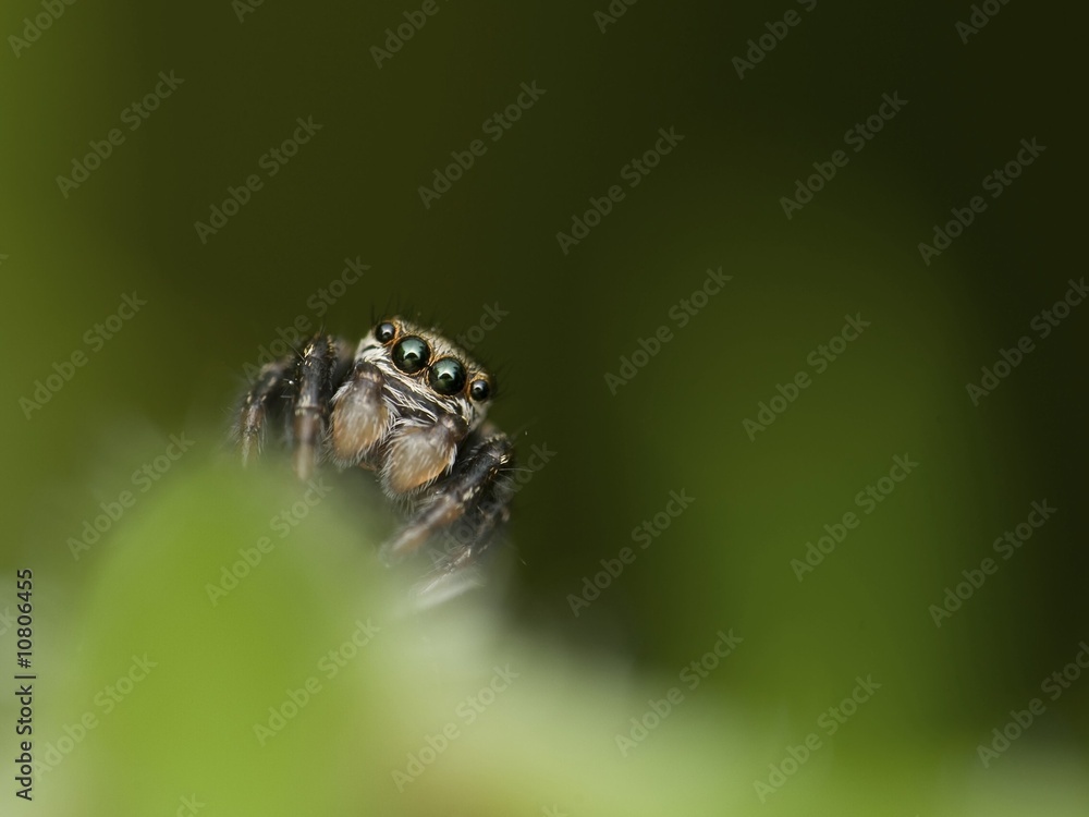 Obraz premium Jumping spider