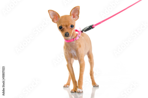 Funny little dog with pink leash