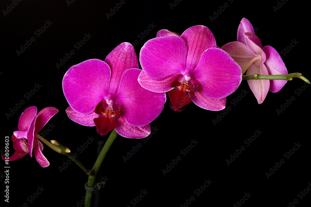 Pink orchid on a black background Pink orchid on a black background