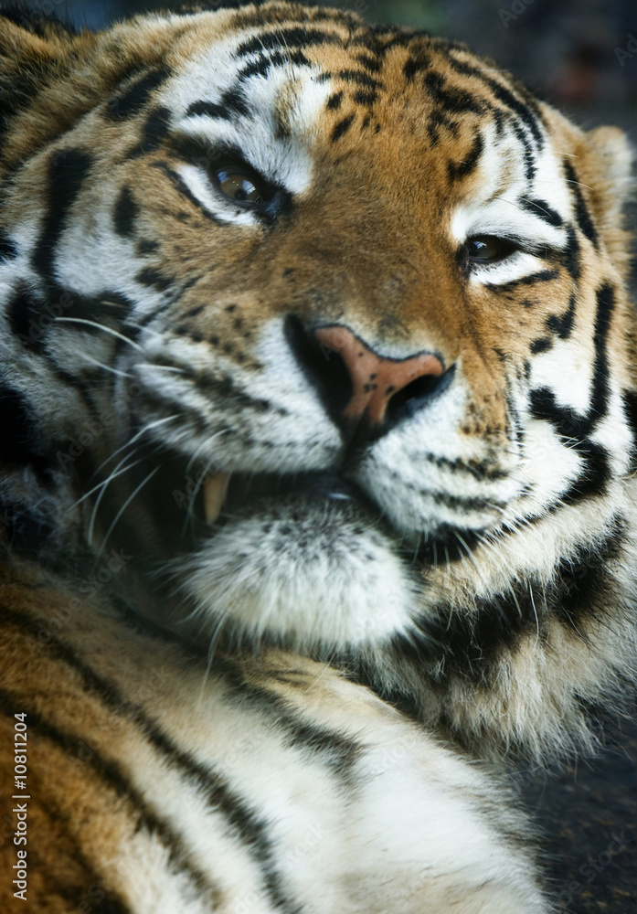 Fototapeta premium close-up of a tiger