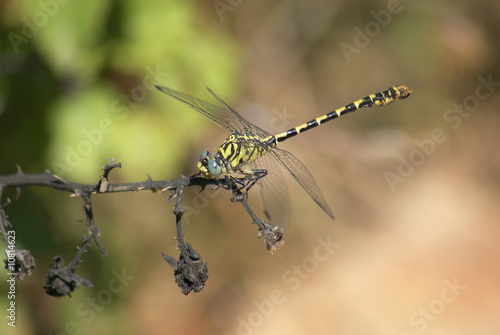 Wallpaper Mural libellule Torontodigital.ca