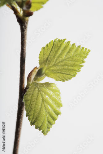 Tiny leaves of a birch in spring