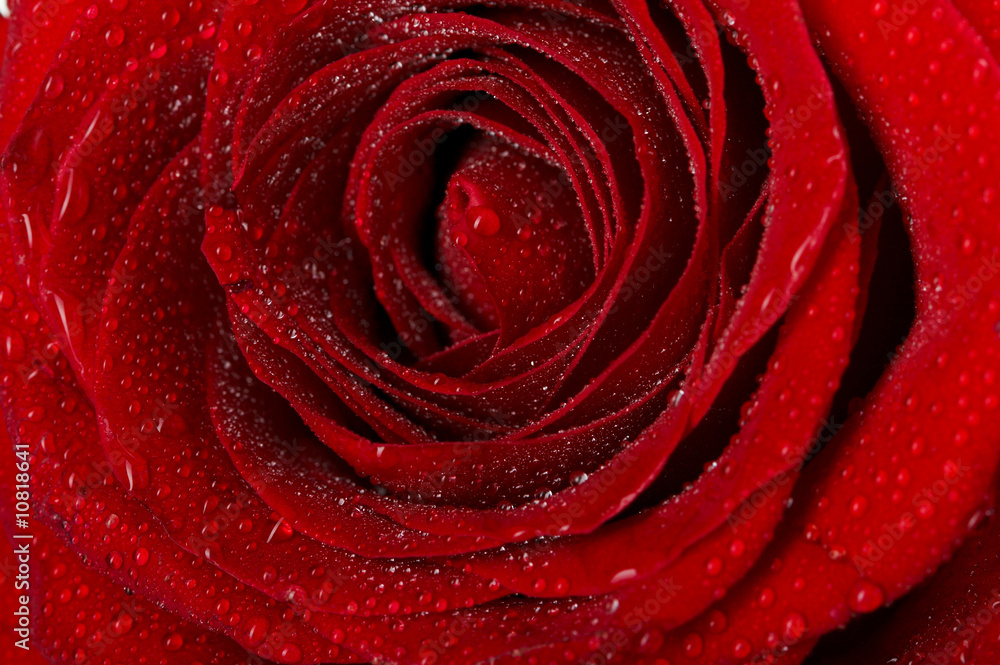 Macro image of dark red rose with water droplets. Extreme close-