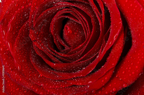 Macro image of dark red rose with water droplets. Extreme close-