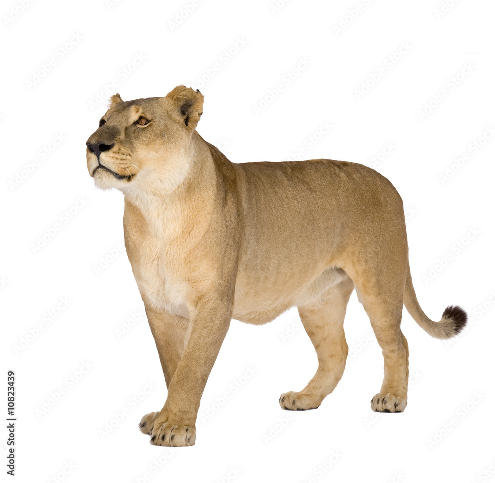 Lioness (8 years) - Panthera leo Lioness (8 years) - Panthera leo