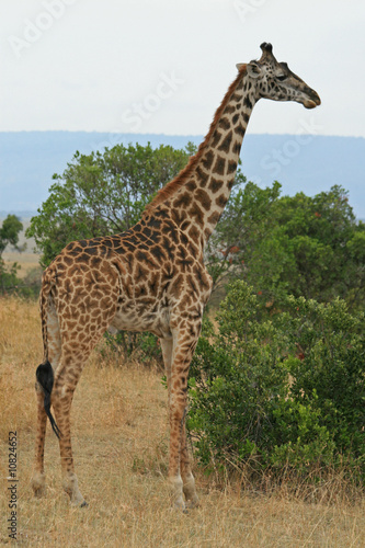 Giraffe