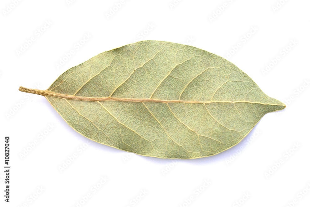 Obraz premium Lorbeerblatt