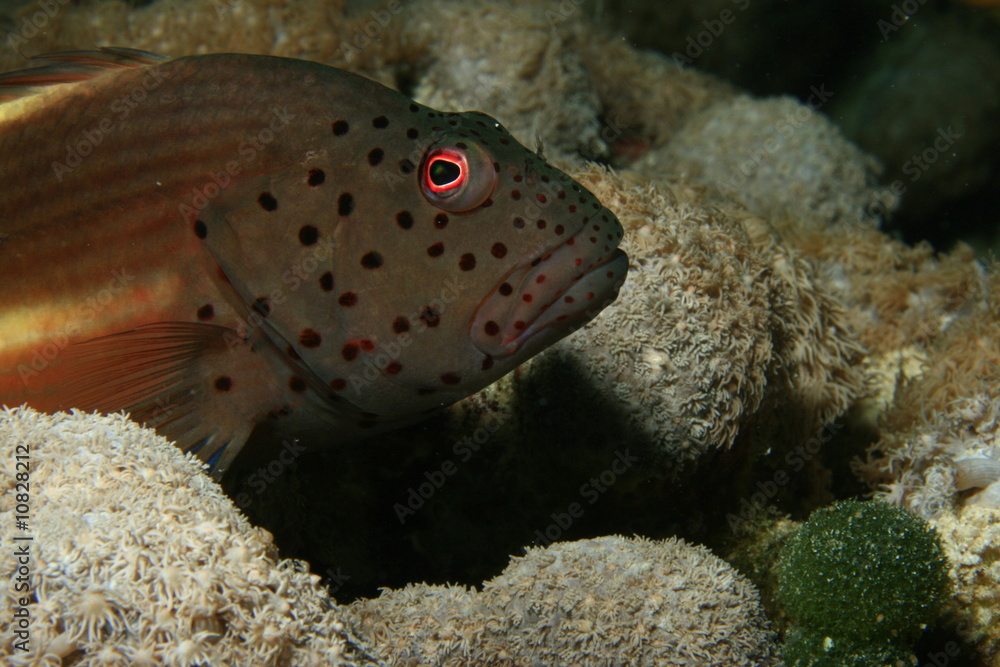 Freckled Hawkfish Freckled Hawkfish