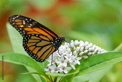 Monarch butterfly on white flowers © Michael Gray
