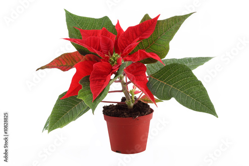 Weihnachtsstern (euphorbia pulcherrima)