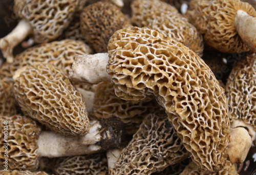 Morels