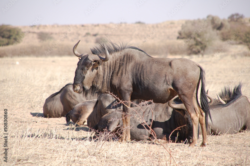 Obraz premium Streifengnu