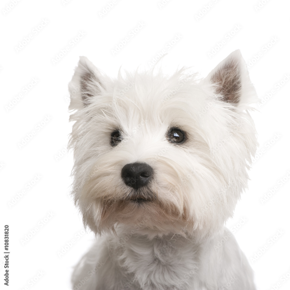 West Highland White Terrier (3 years) West Highland White Terrier (3 years)