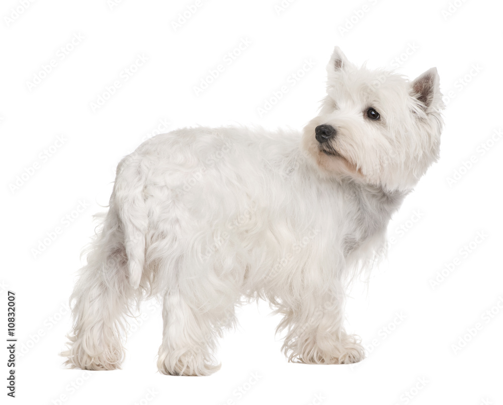 West Highland White Terrier ()