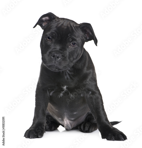 Fototapeta Naklejka Na Ścianę i Meble -  puppy Staffordshire Bull Terrier (2 months)