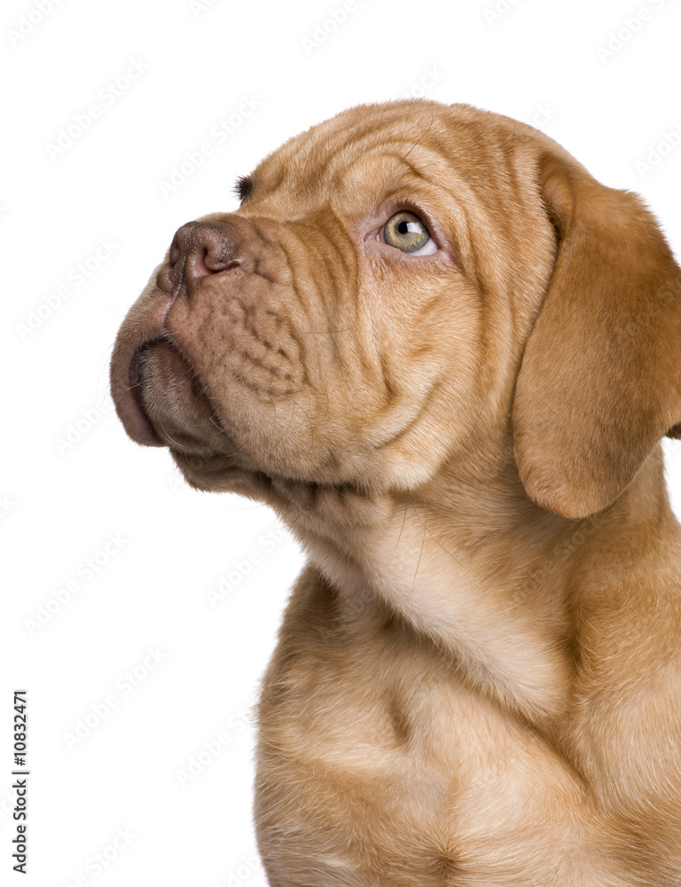 Dogue de Bordeaux puppy (2 months) Dogue de Bordeaux puppy (2 months)