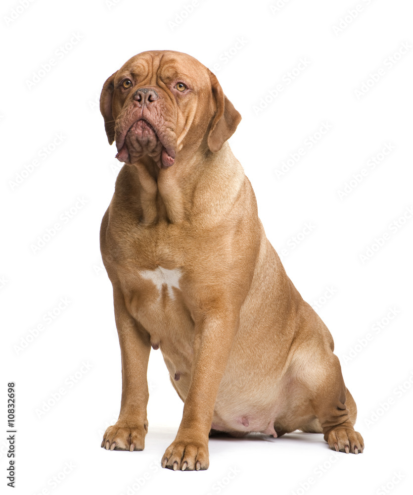 Obraz premium Dogue de Bordeaux (2 years)