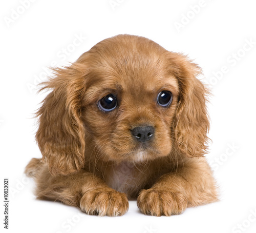 Cavalier King Charles puppy (7 weeks)