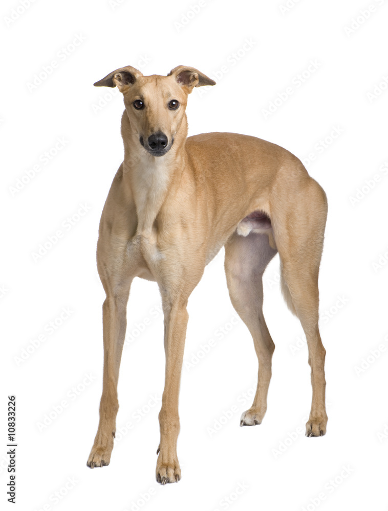 Greyhound (17 months)