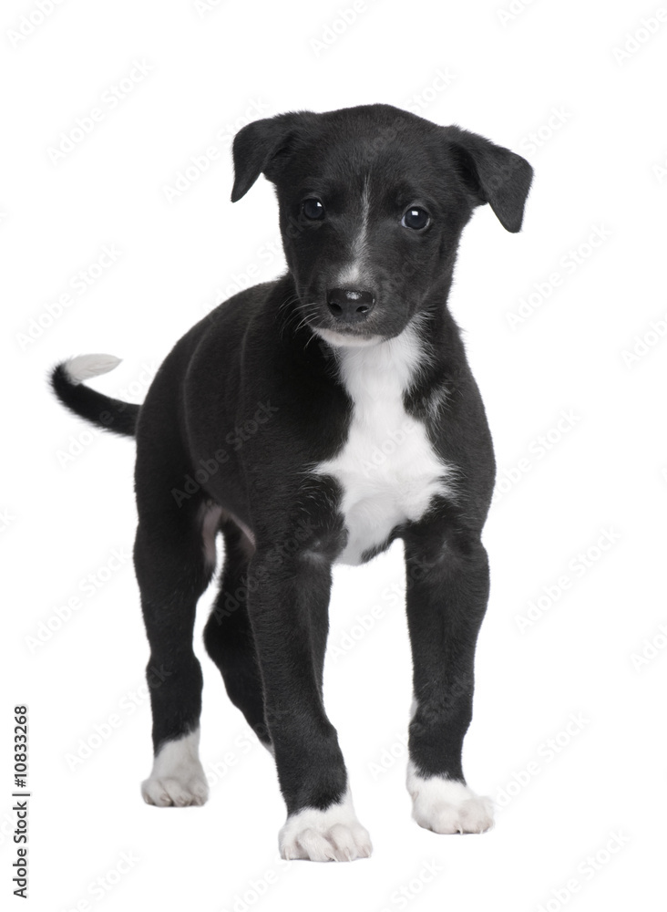 Greyhound puppy (6 weeks)