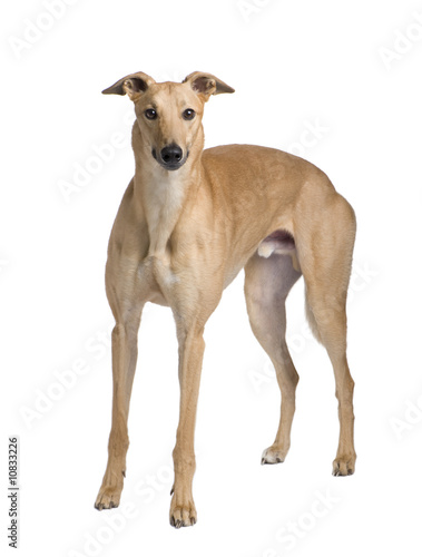 Greyhound (17 months)
