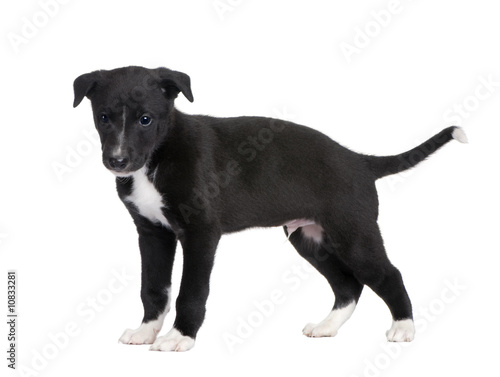 Fototapet Greyhound puppy (6 weeks)