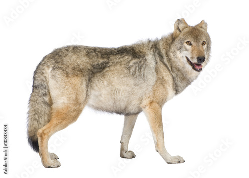 old European wolf - Canis lupus lupus © Eric Isselée