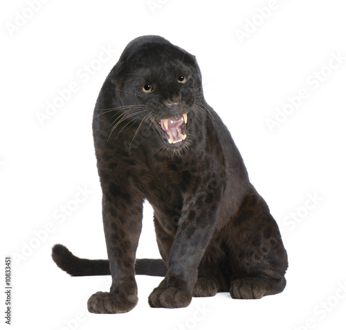 Black Leopard (6 years)