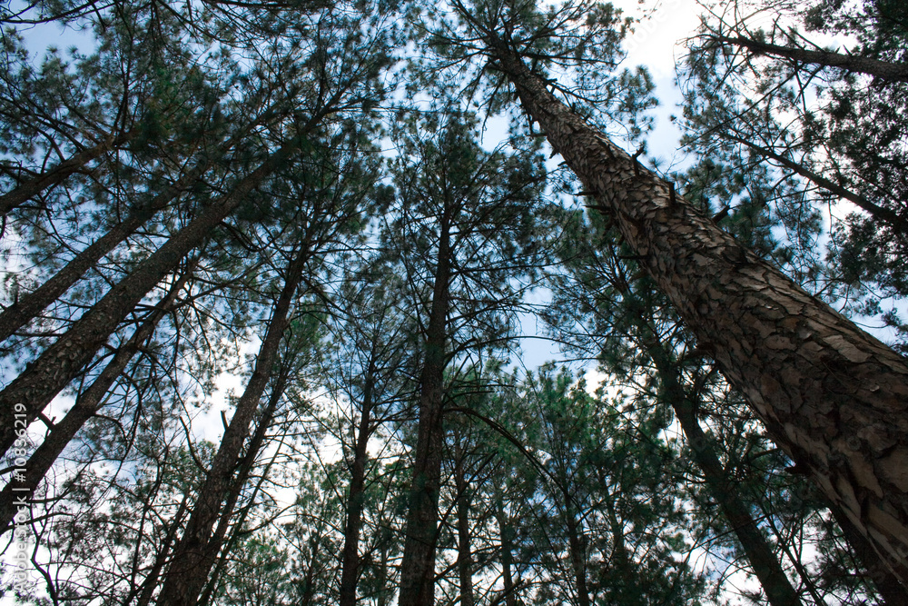 Fototapeta premium trees in Woods