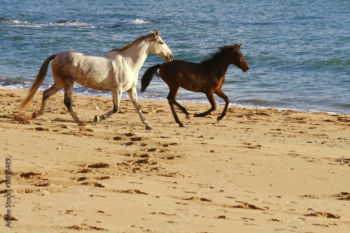 freilaufende pferde am strand