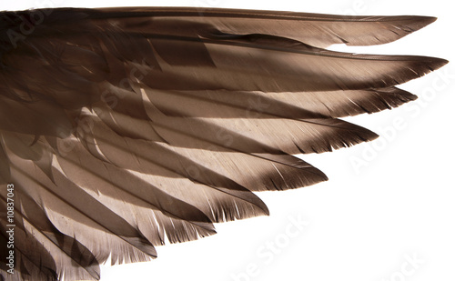Φωτογραφία Authentic wing