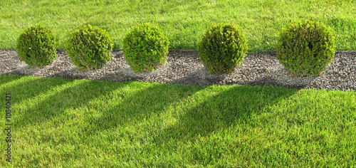 Tableau sur toile Five bushes on the green lawn grassplot