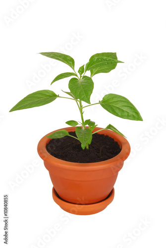 Young Plant