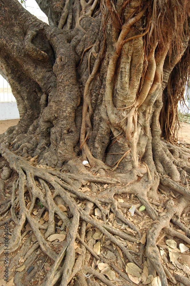 banyan tree1 banyan tree1
